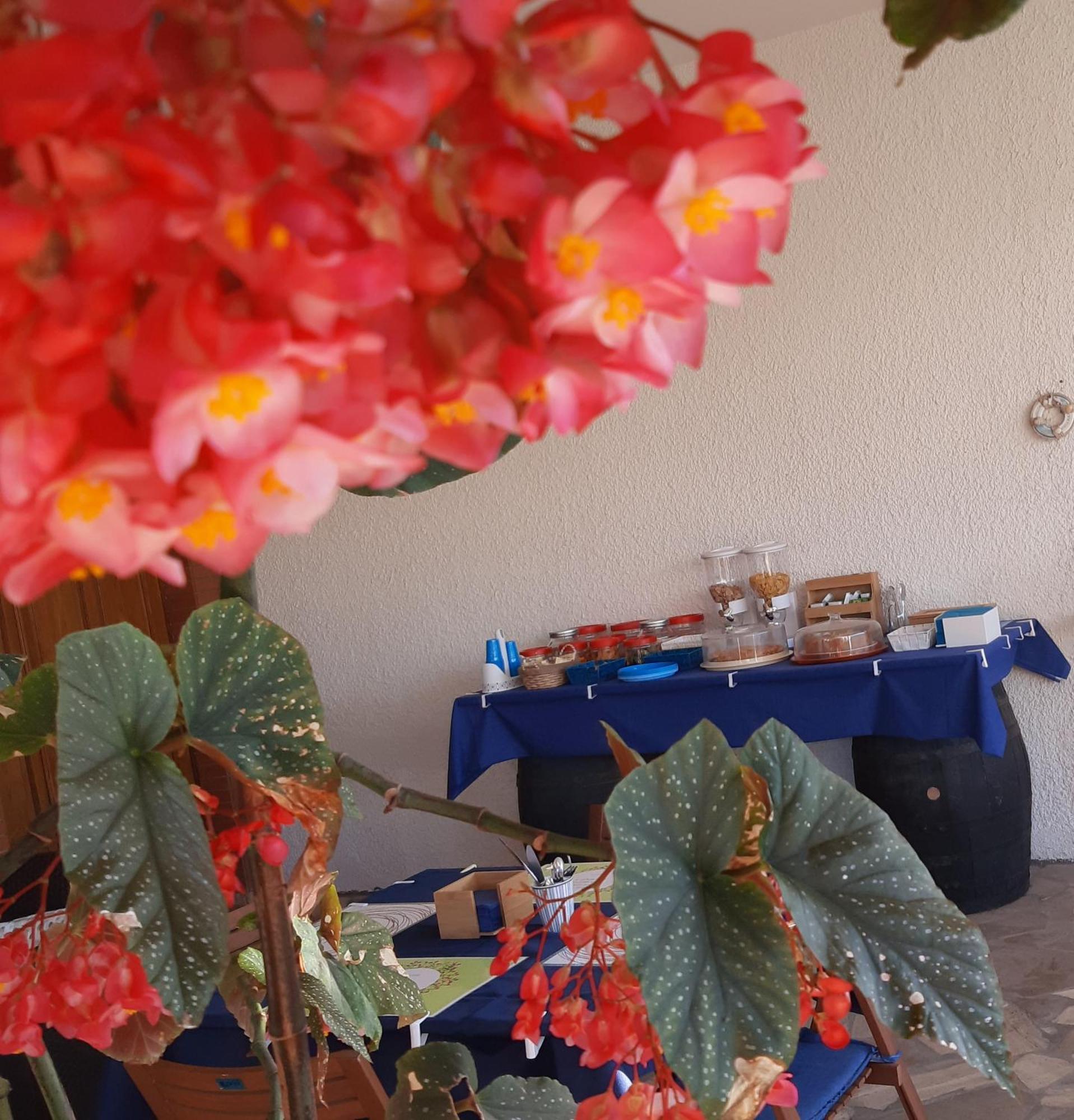 B&B Il Cedro 살베 외부 사진